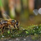 Wasserträger-Biene