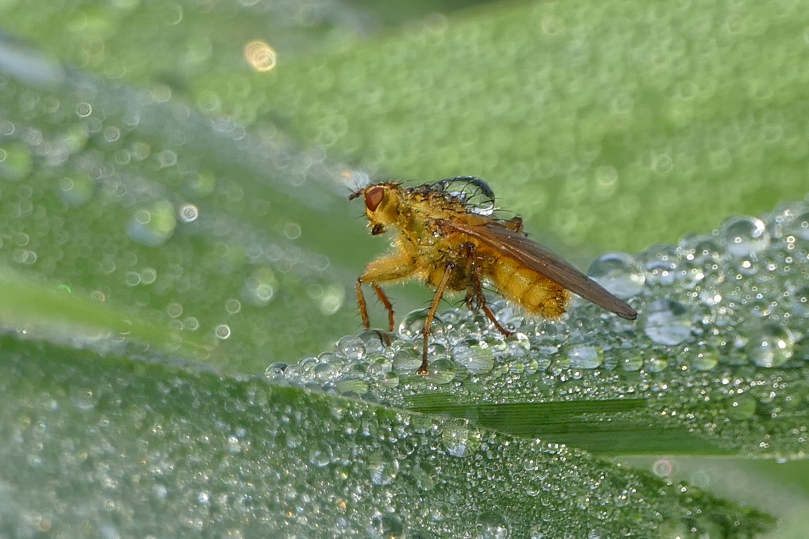 Wasserträger