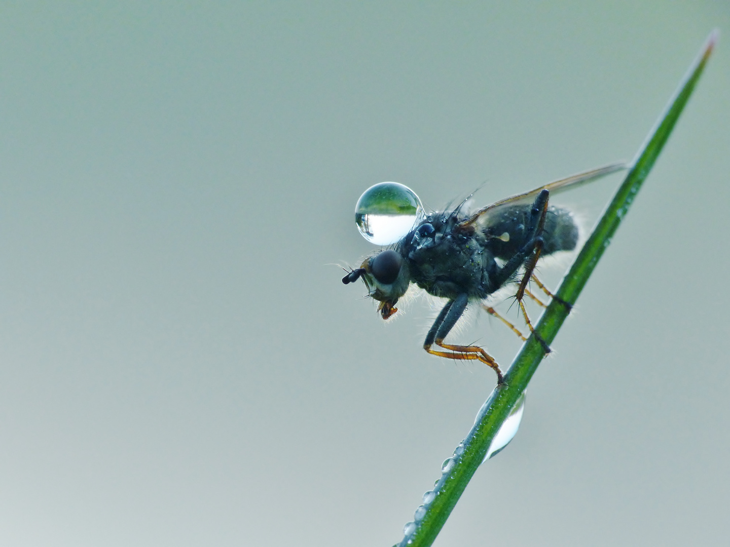 Wasserträger-Fliegentier