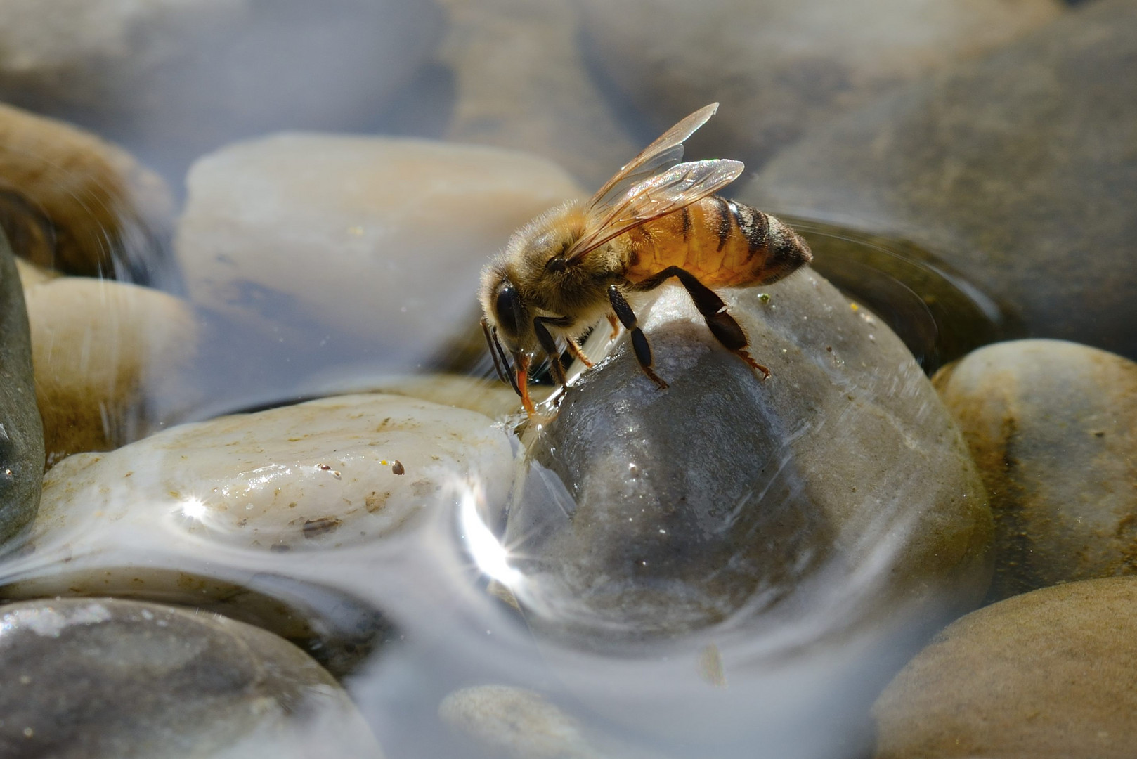 Wasserträgerin