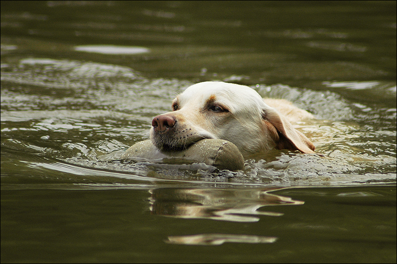 Wassertraining