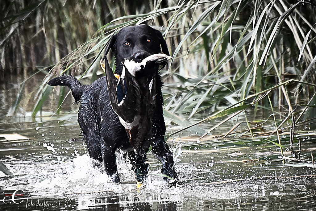 Wassertraining im Schilf