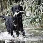 Wassertraining im Schilf