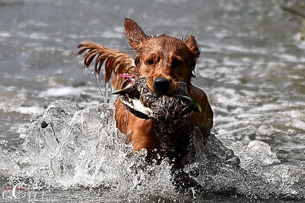 Wassertraining im Schilf