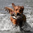 Wassertraining im Schilf