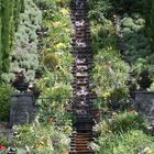 Wassertreppe auf der Mainau...