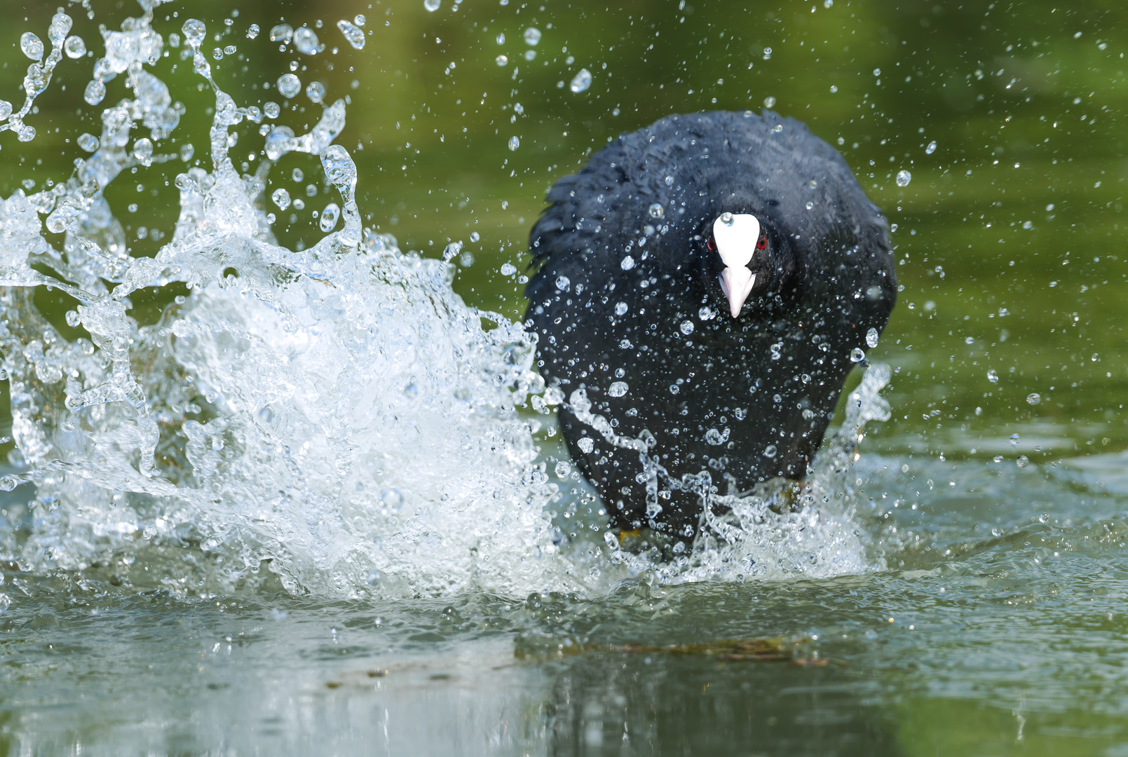 Wassertreten