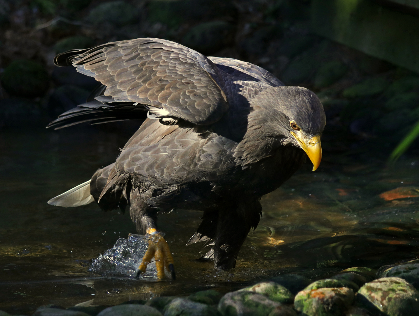 Wassertreten