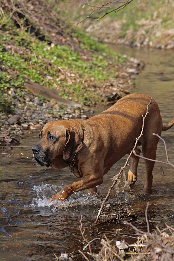 Wassertreten