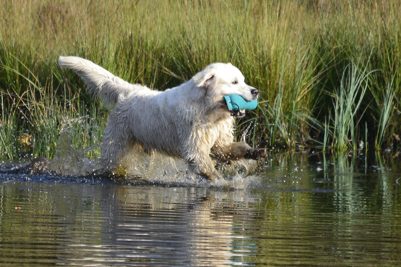 "Wassertreten"