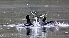 Wassertreten