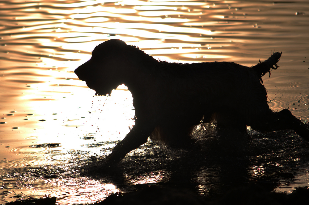 Wassertreten im Abendlicht