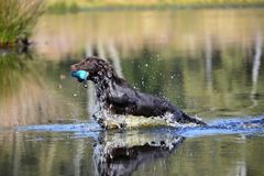 "Wassertreten in Braun"