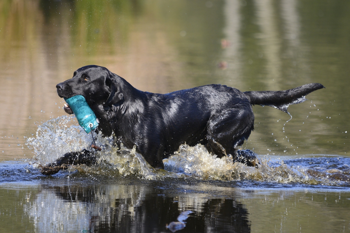 "Wassertreten in Schwarz"