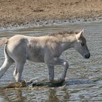 Wassertreten ist gesund,...