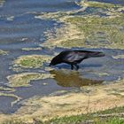 Wassertreten mit Futtersuche