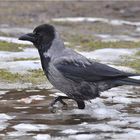 Wassertreten nach Kneipp