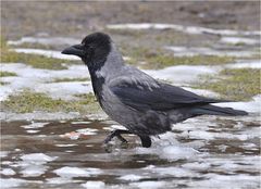 Wassertreten nach Kneipp