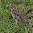 Wassertriel / Water Thick-Knee