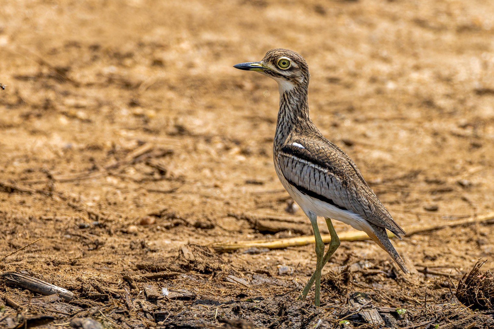 Wassertriel - Water Thick-knee