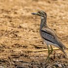 Wassertriel - Water Thick-knee