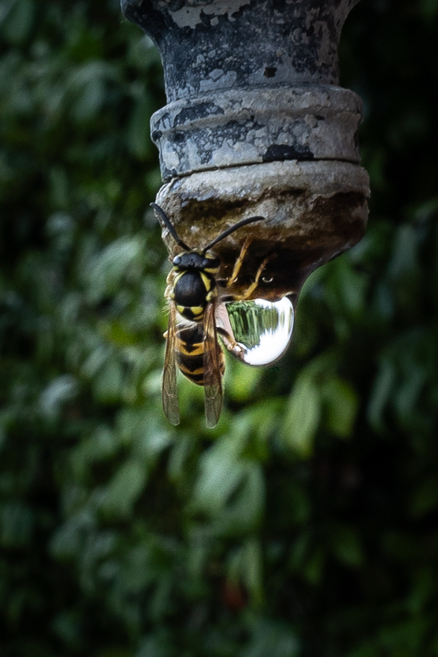 Wassertrinken