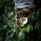 Wassertrinken