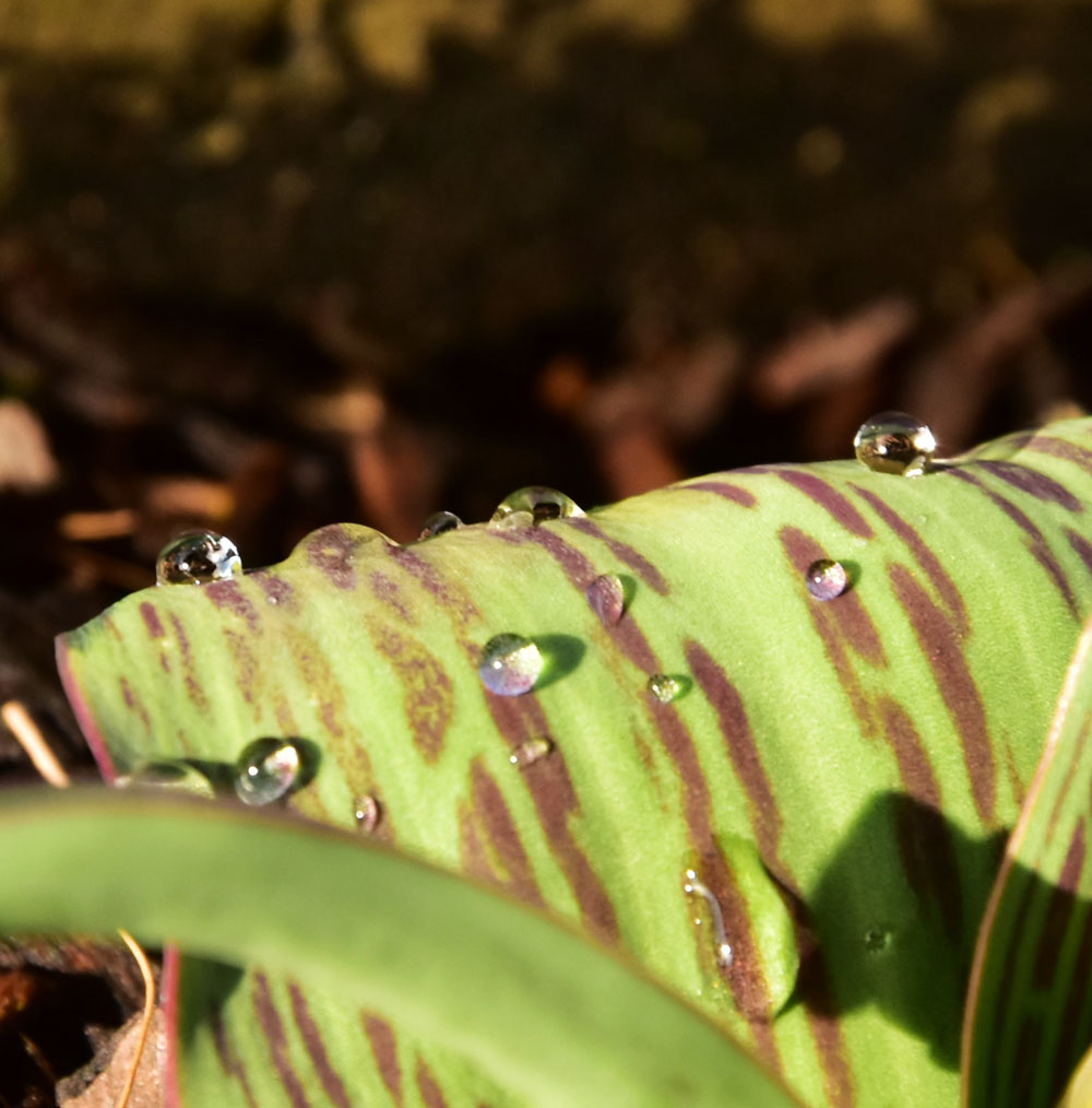 Wassertröpfchen