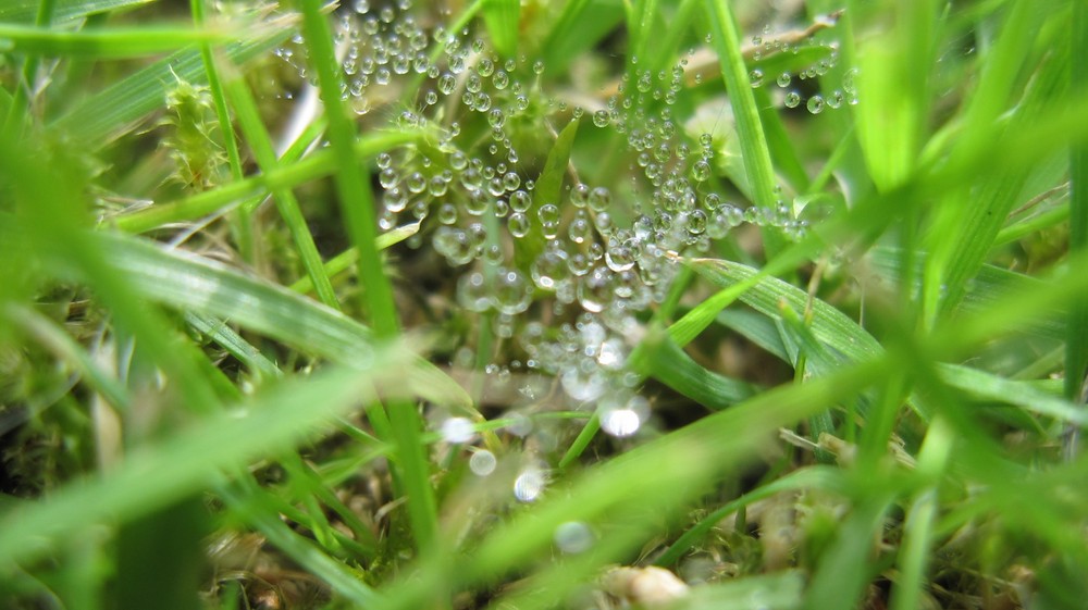 wassertröpfchen im spinnennetz