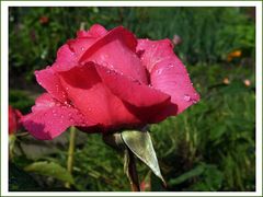 Wassertröpfchen-Rose (1)