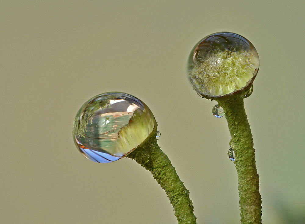 wassertrofen auf trompetenflechte