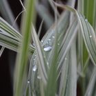 Wassertropen auf Gras