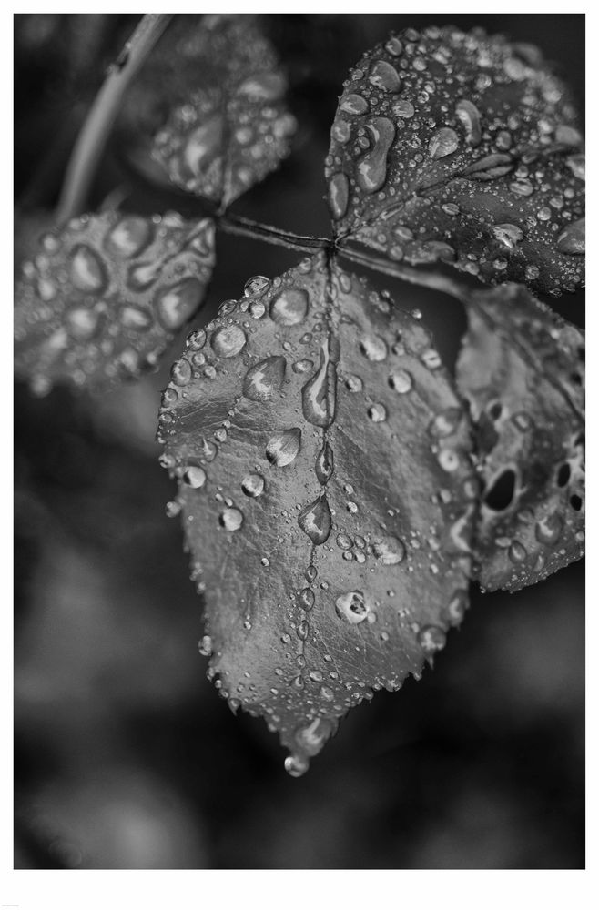 Wassertropfen 01