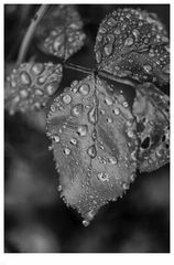 Wassertropfen 01