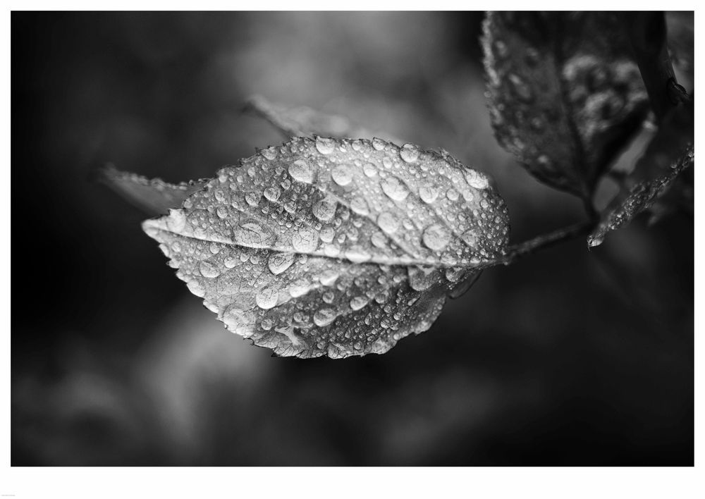 Wassertropfen 02