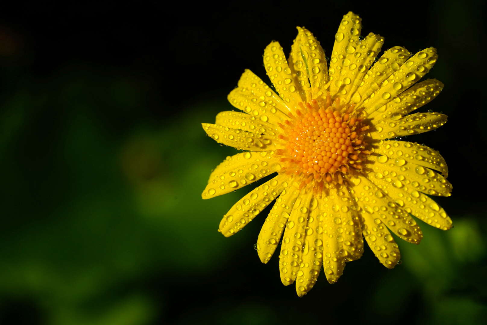 Wassertropfen