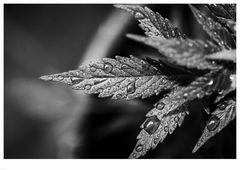 Wassertropfen 03