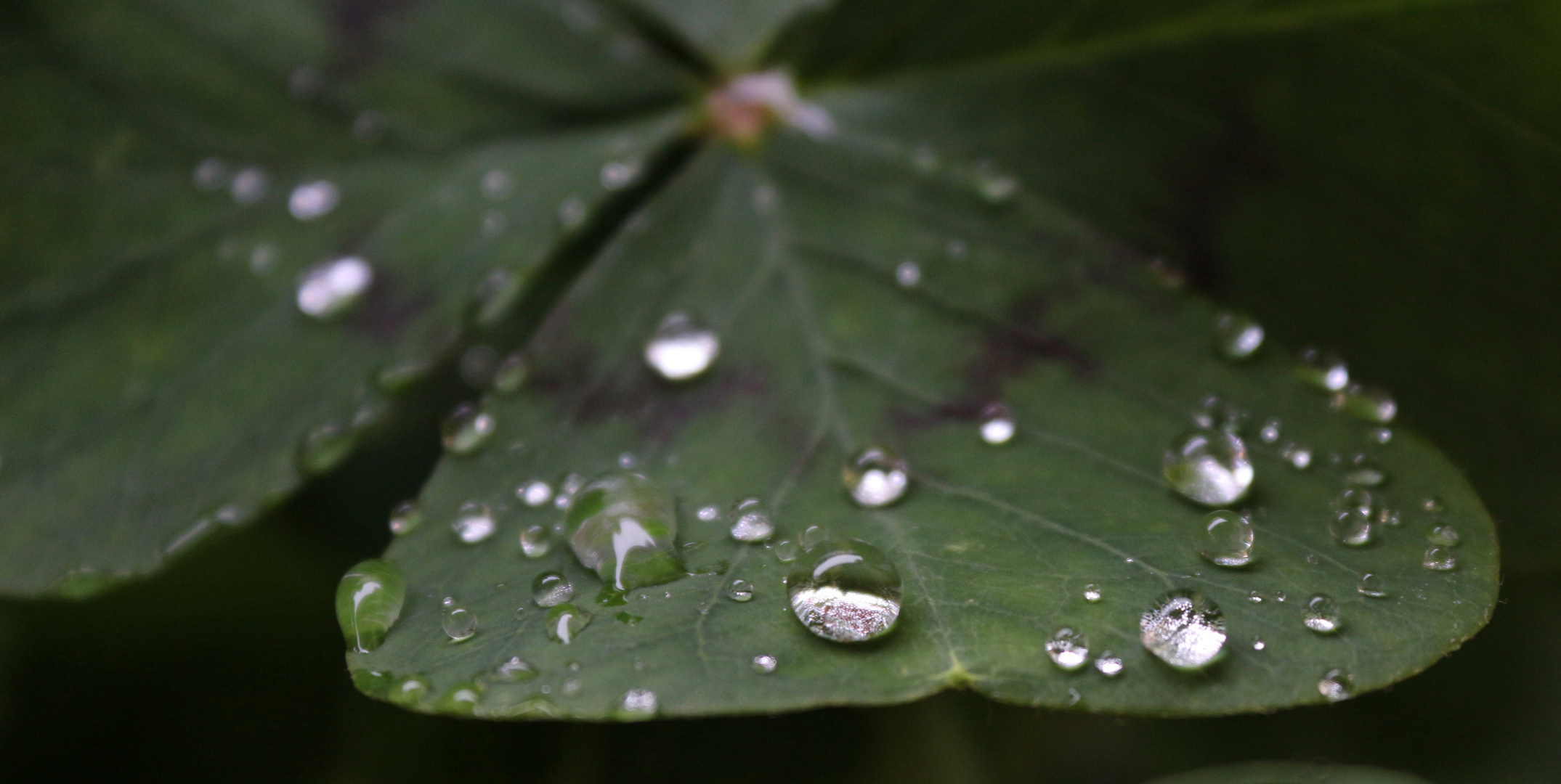 Wassertropfen