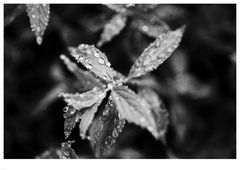 Wassertropfen 04