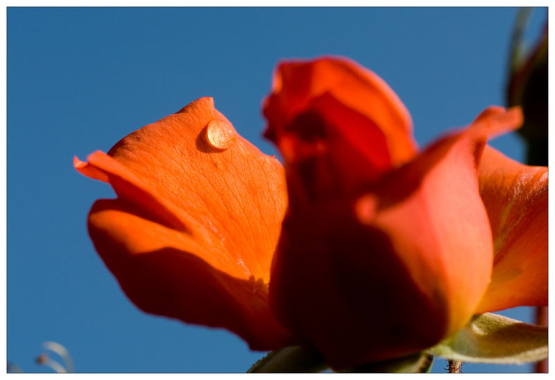 Wassertropfen