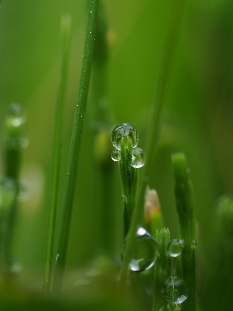 Wassertropfen