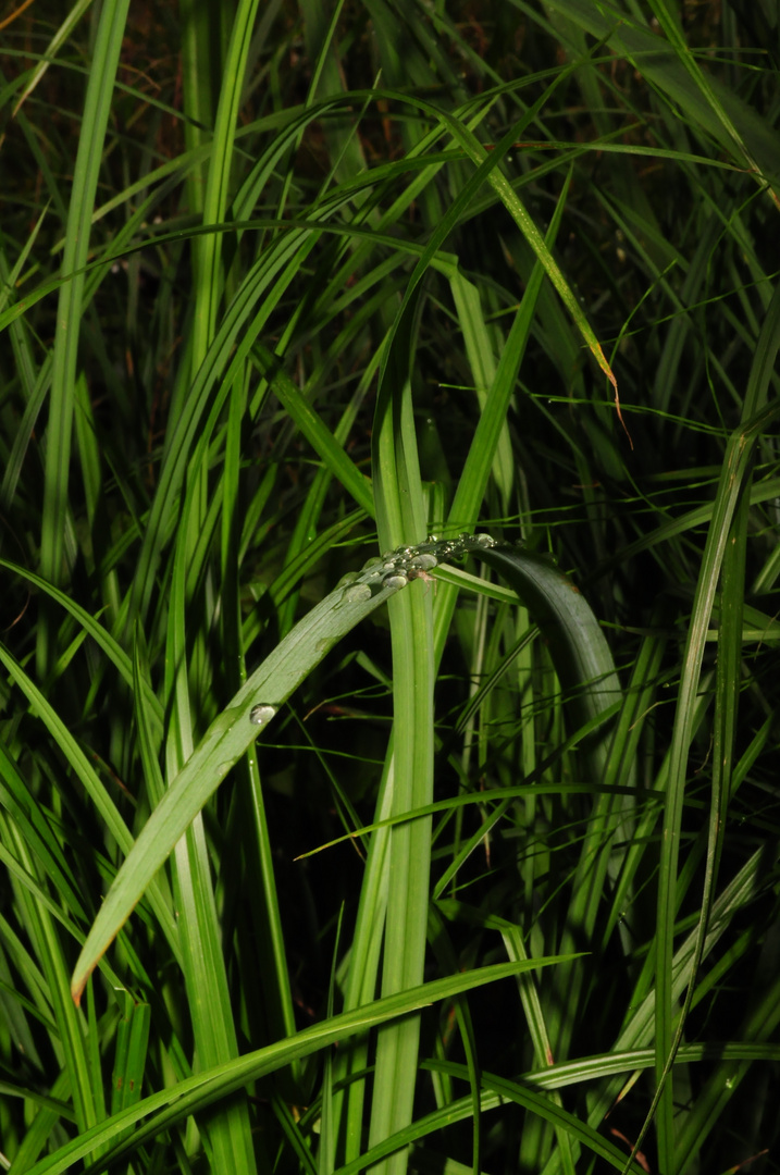 Wassertropfen