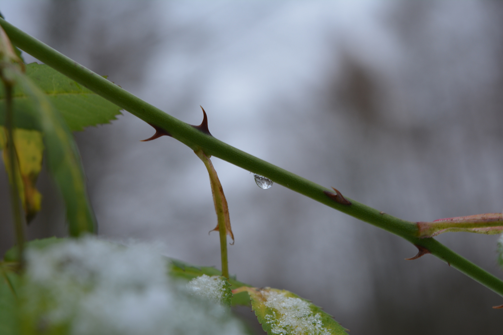 Wassertropfen