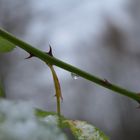 Wassertropfen