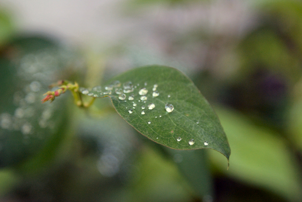 Wassertropfen