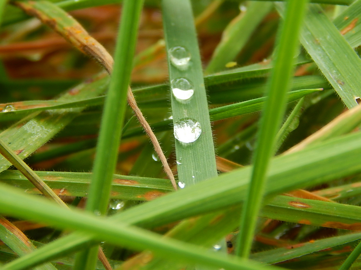 Wassertropfen