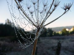 Wassertropfen