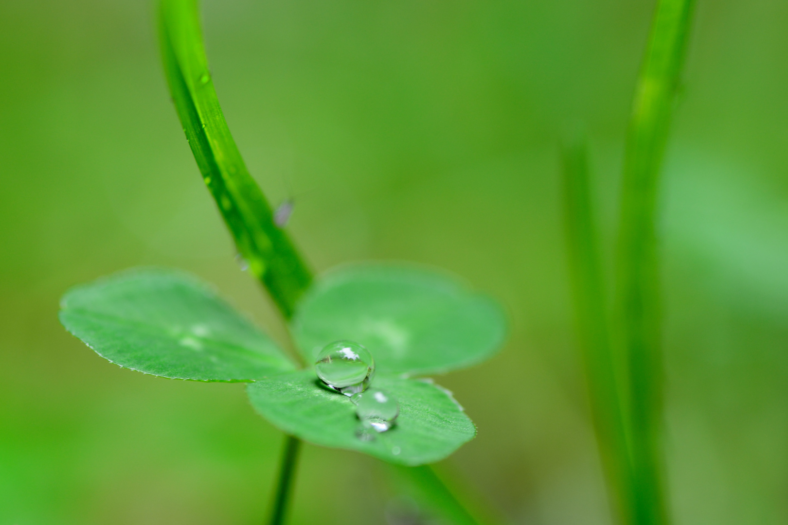 Wassertropfen