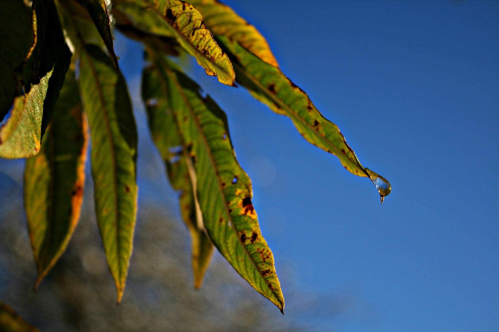 Wassertropfen