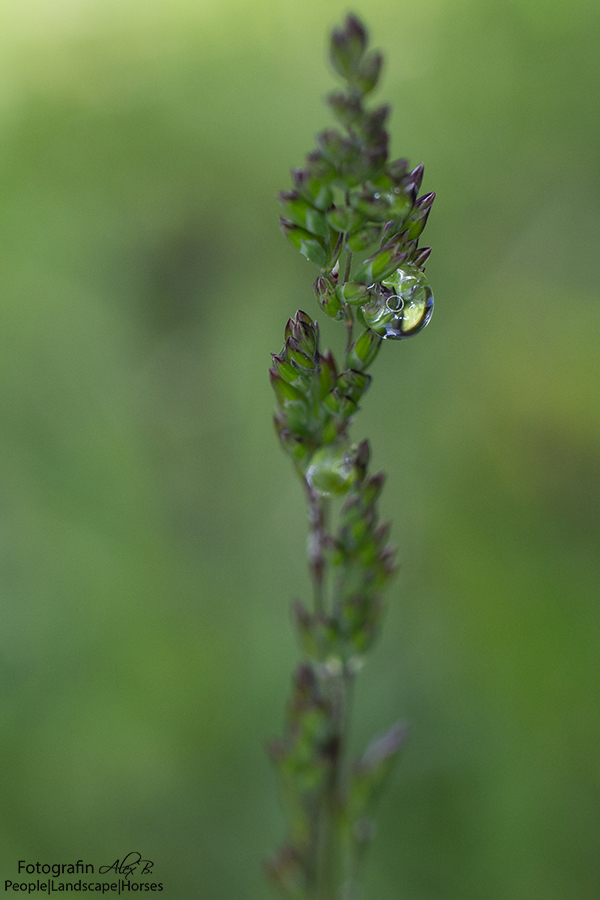 Wassertropfen